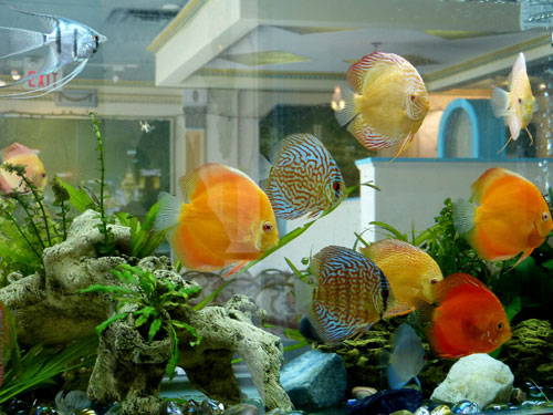 居家养鱼风水讲求，怎么养鱼招财气？